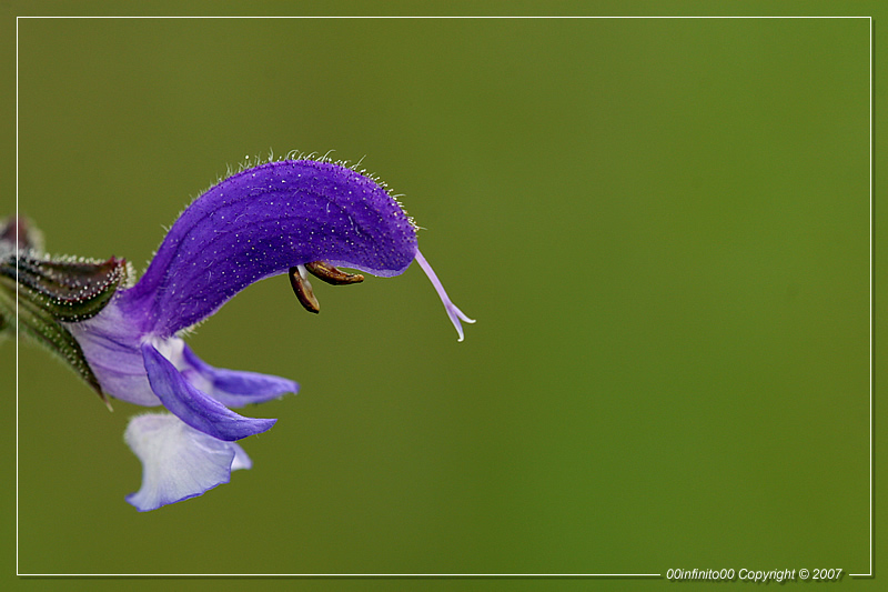 :: Un ruggito in mezzo al prato...