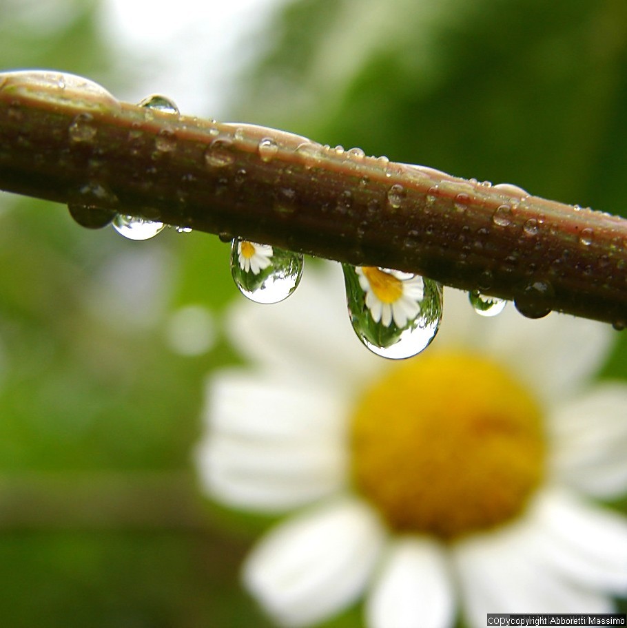 riflessi di margherite