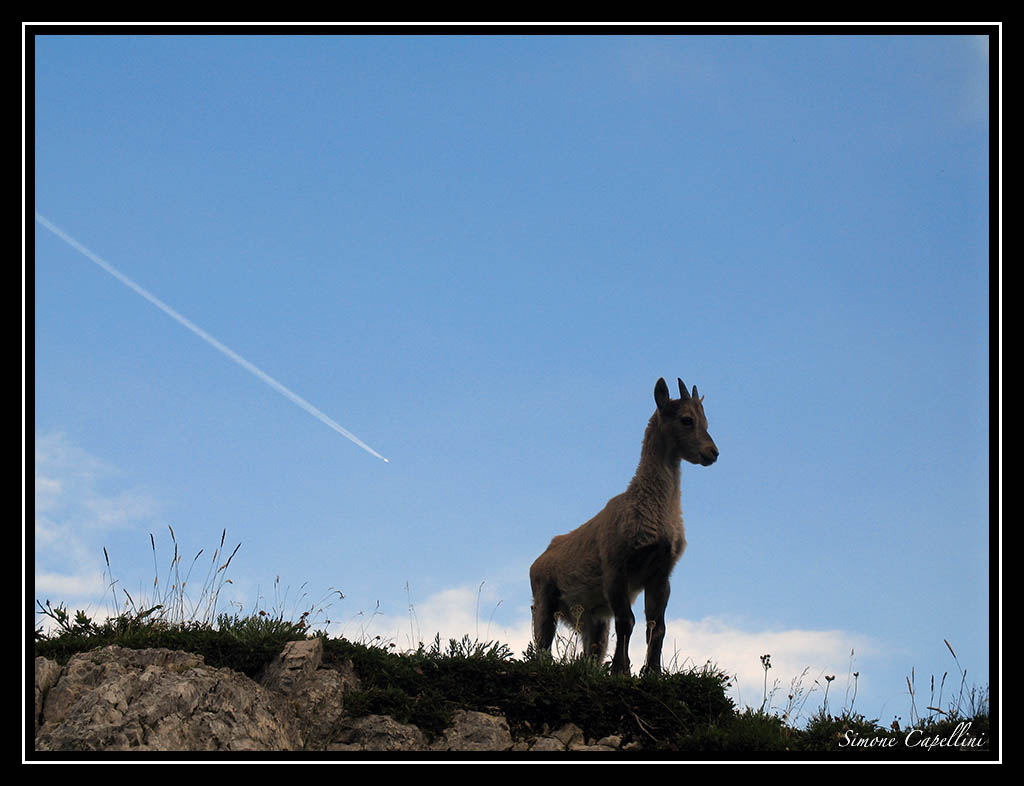 Mamma ho perso l'aereo...