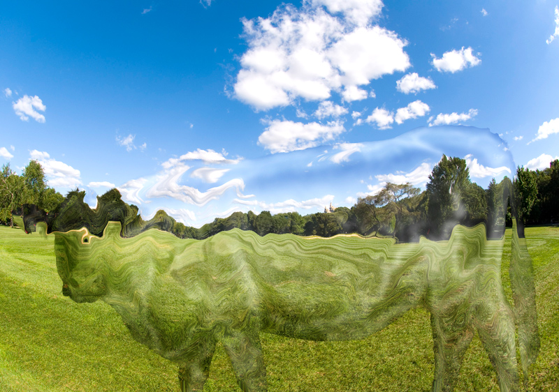 Cosa ci fa una mucca nel mio campo da golf?