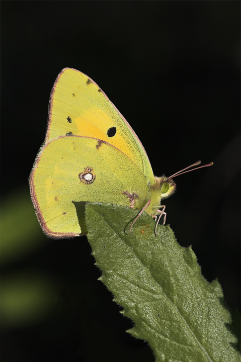 Colias Crocea