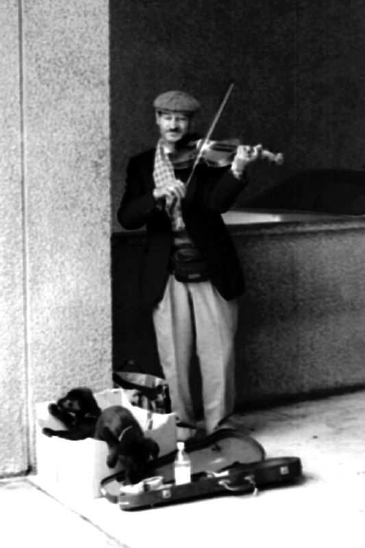 violinista a milano