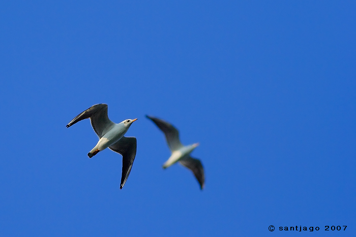 Larus ridibundus - Black-headed Gull - Gabbiano comune