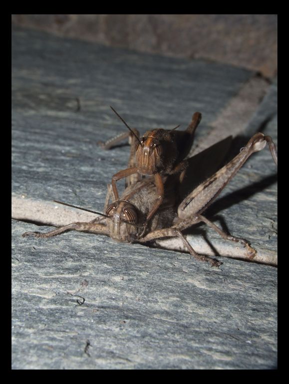 verso la vetta con il pargolo sulle spalle..