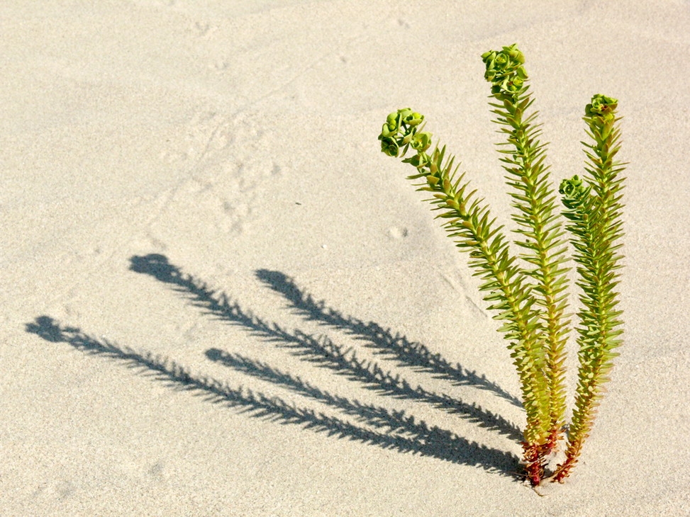 Vegetazione venusiana