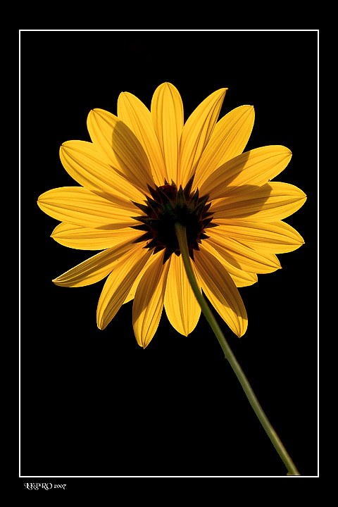 sempre e solo  il lato oscuro