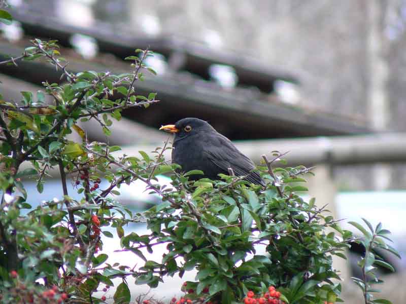 Merlo con il becco...incrociato