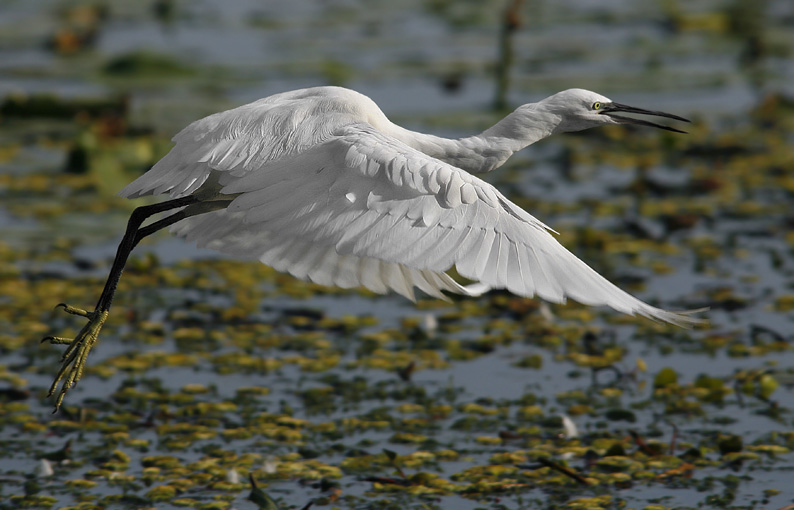 Renzo-Ancora Garzetta
