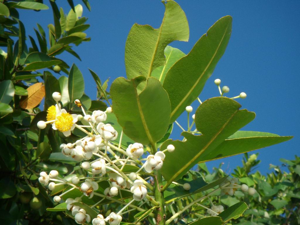 assomigliano mica a dei popcorn???????