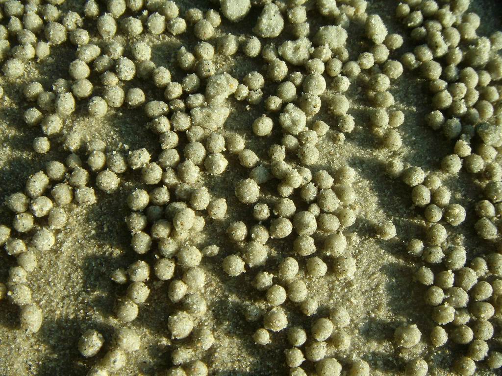 lavoro dei granchietti....