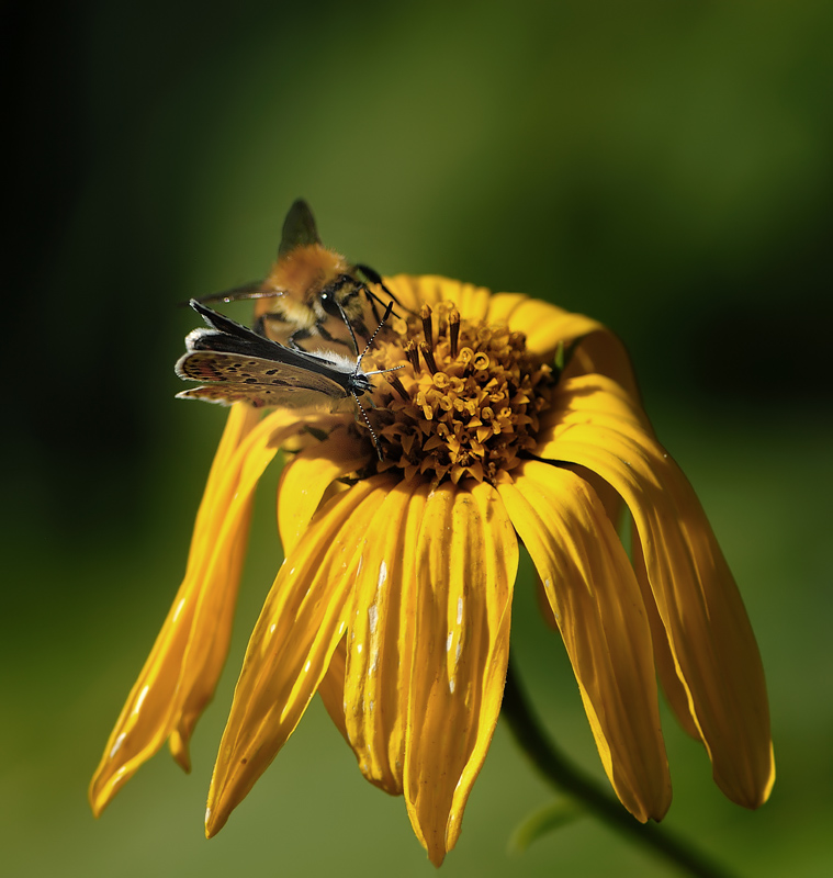 Oggi si v� al raduno in Valtidone, vieni?