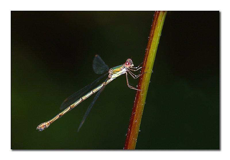 Lestes viridis 2