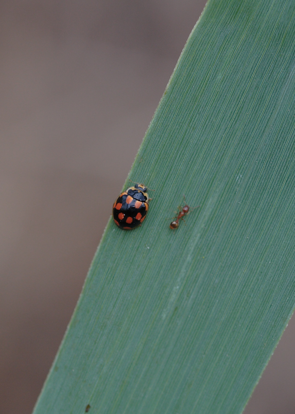 pronti?  viaaaaaaaaa