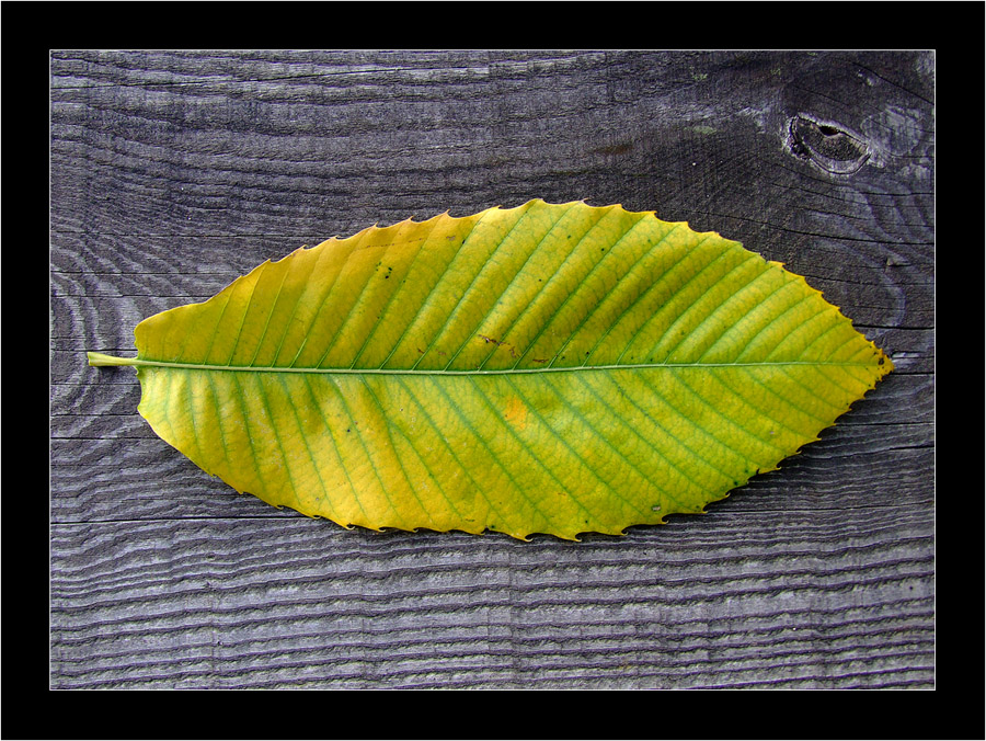 Autunno (pi� banale di cos� si muore !)