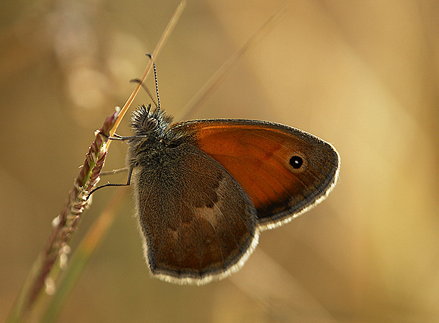 Controluce sulle ali del vento.