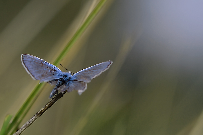 Irresistibile richiamo