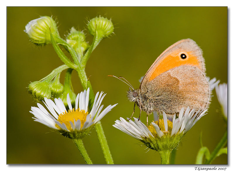 margerite intorno a m�