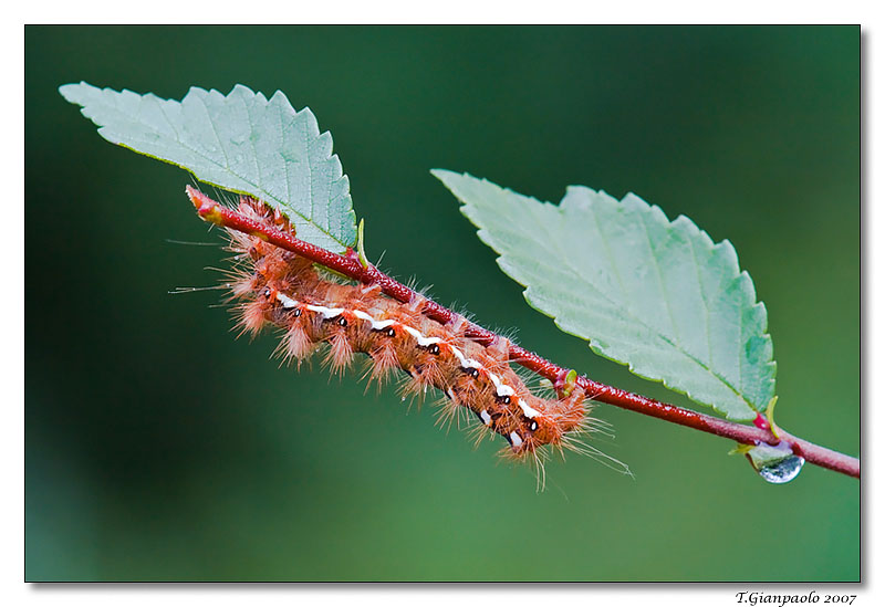 sono in vetta,e ora....aspetto il sole!(bruco)__