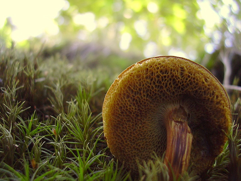 retrofungo & sottobosco