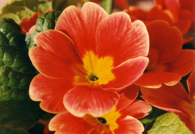 Primula