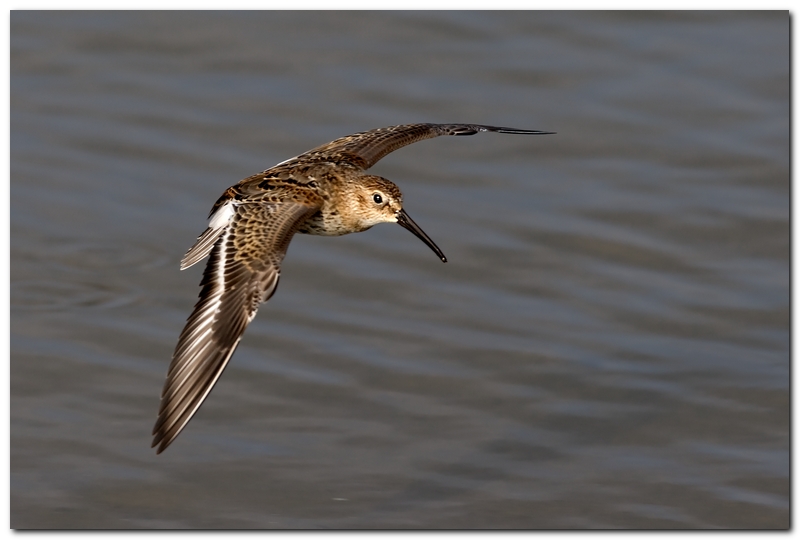 Piovanello Pancianera