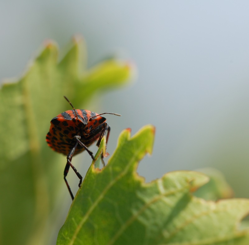 guarda che equilibrio..!!