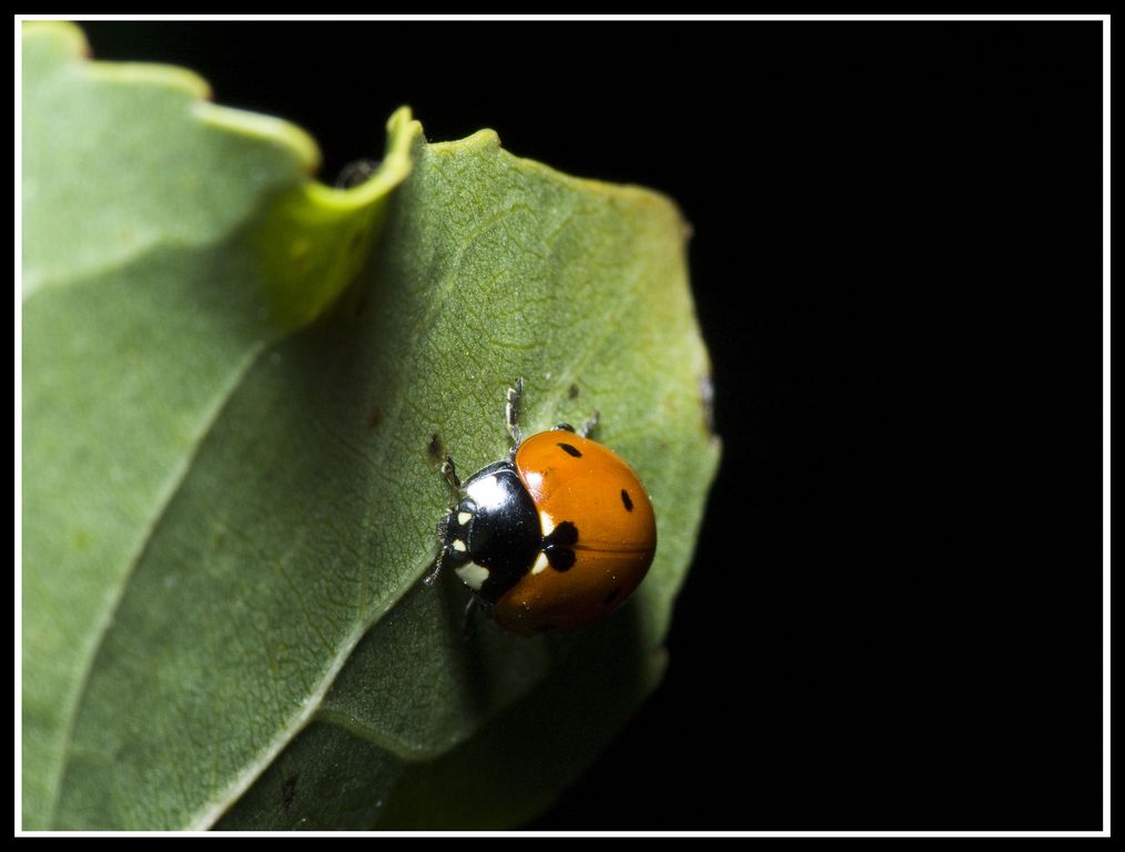 spunto fuori dall'oscurit�