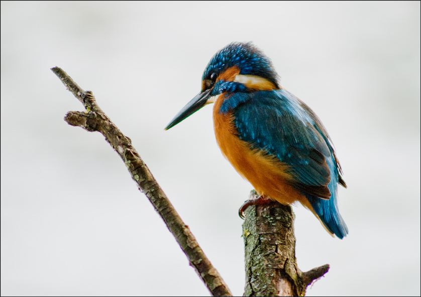 semplicemente Martino