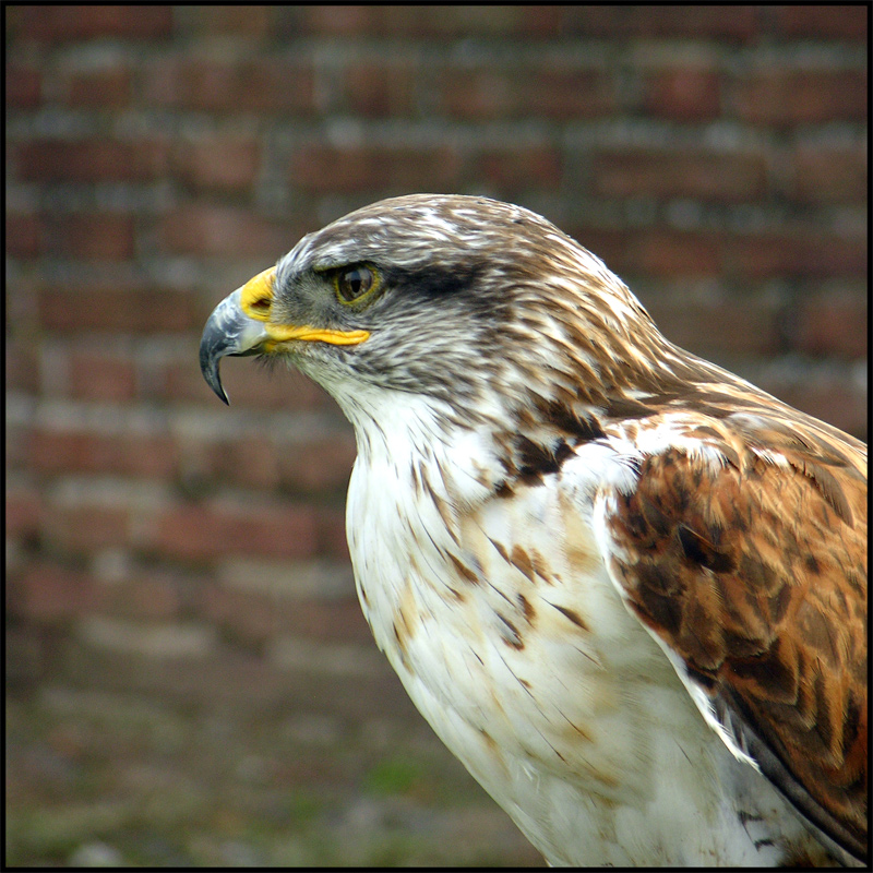 Aquila (1)
