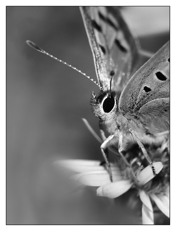 ::: UN INSOLITO RITRATTO :::