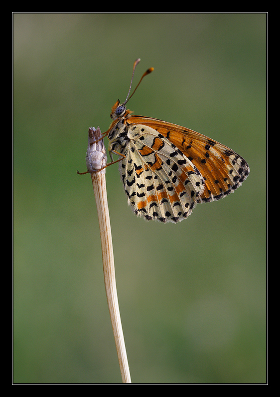 Melitaea didyma.