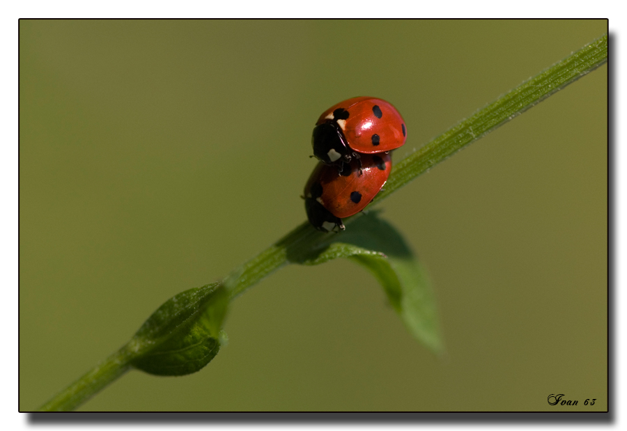Coccinelle