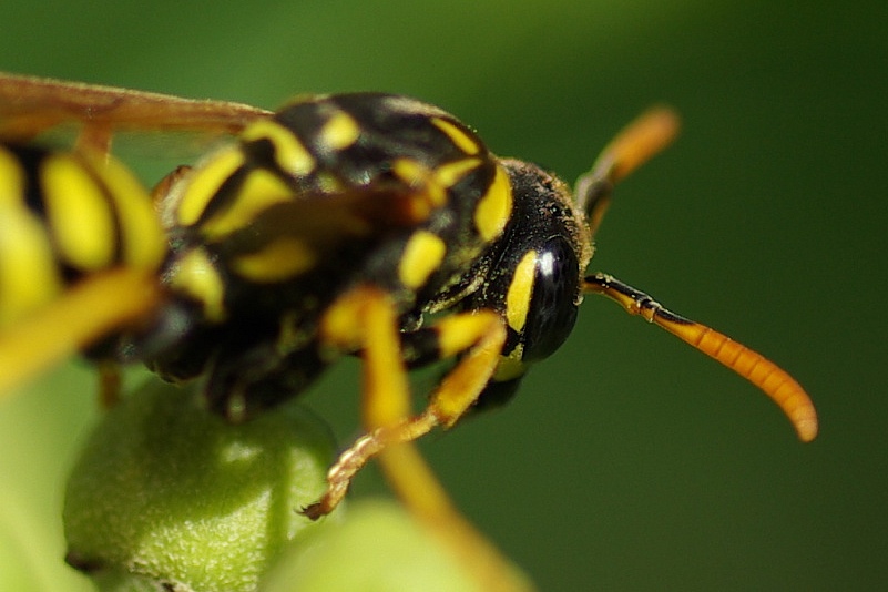 tamarrone 90 - crop 100%