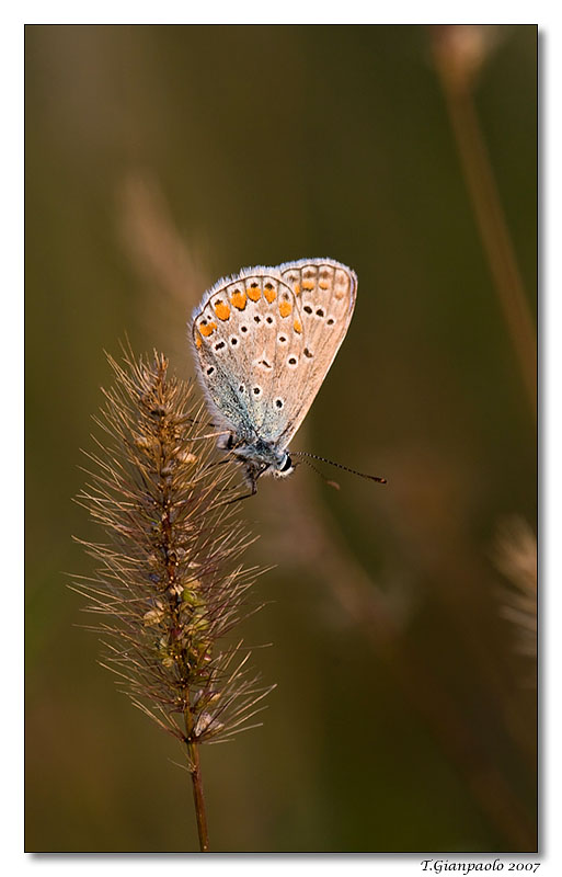 la calda luce del tramonto(licenide)__