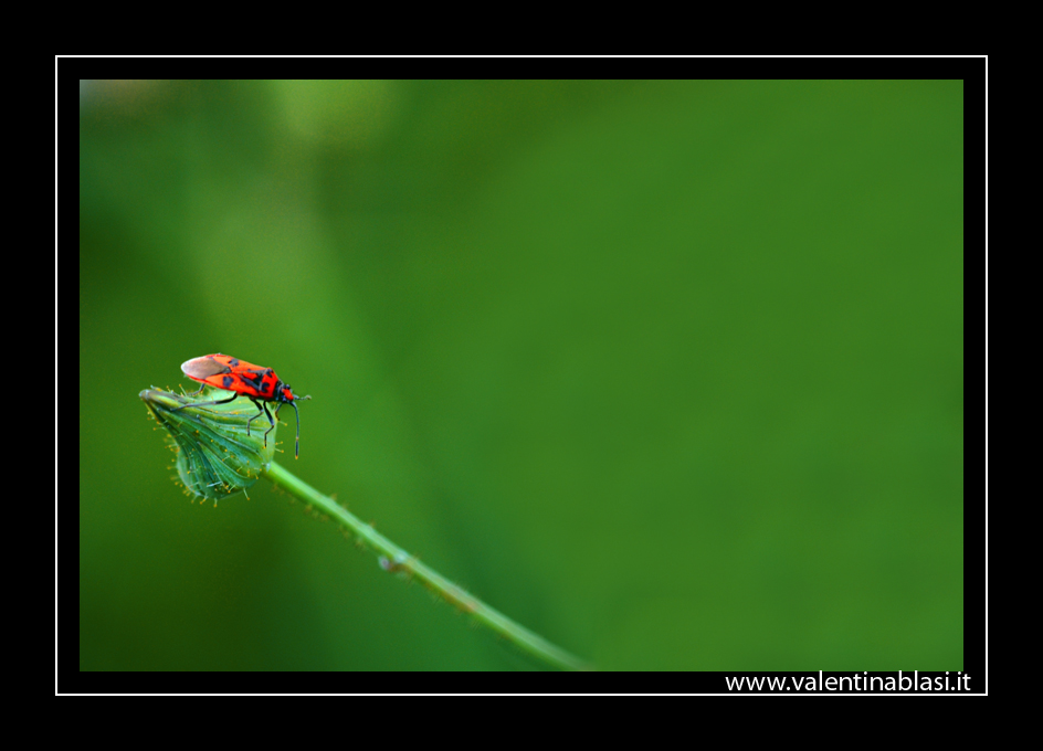Red and black in green