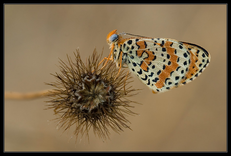 Melitaea su posatoio particolare