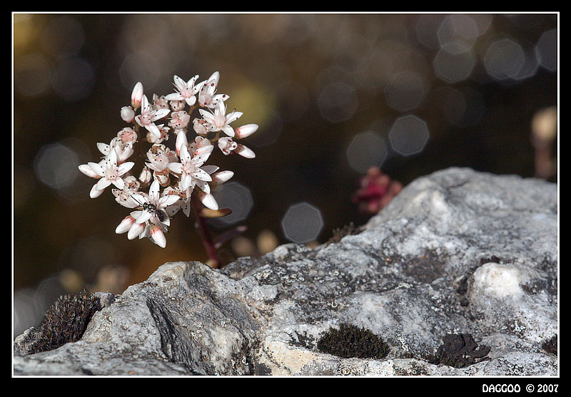 Sassifraga su ruscello con formica