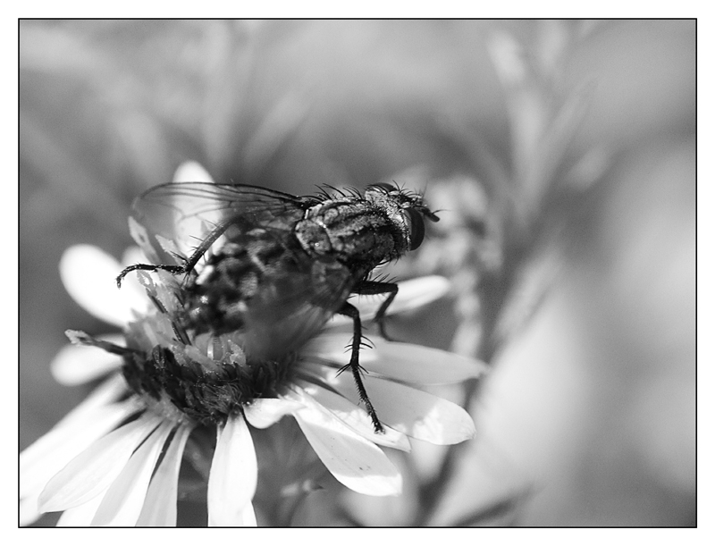 ::: PRONTA PER IL GRANDE SALTO :::