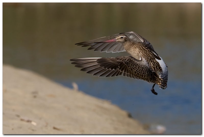 Pittima minore in volo
