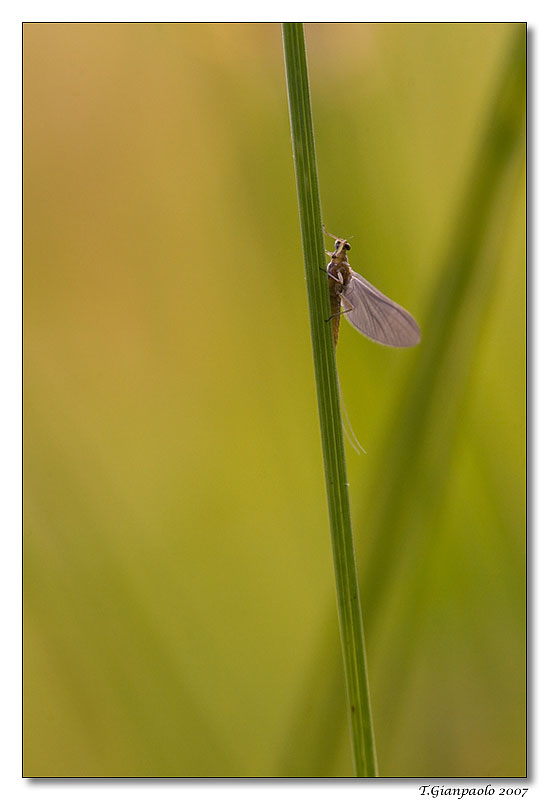 piccina e curiosa (effimera)