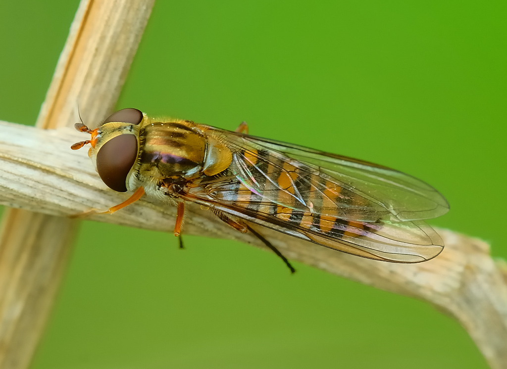 Episyrphus balteatus (femmina)