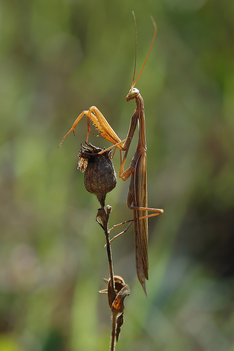 Mantide Sul Fiore Secco