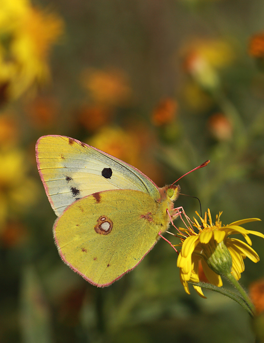 Colias crocea (f. helice)