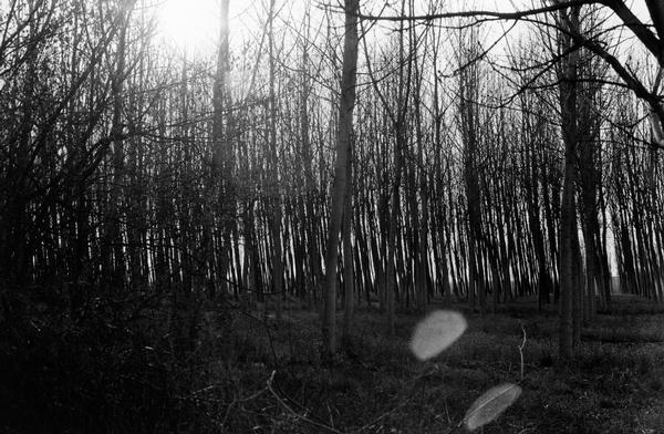 The threes have eyes