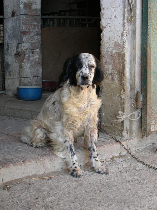 Il buon vecchio Lucky