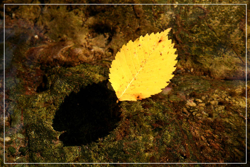 Autunno nei rigagnoli 2