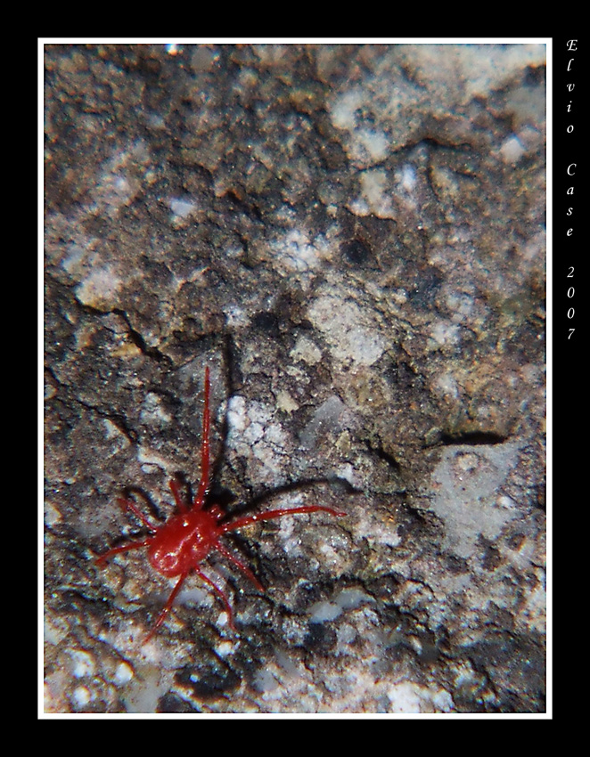 Ragnetti rossi ......