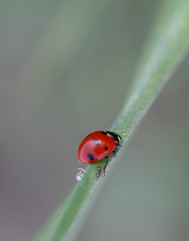 cocci bagnata cocci fortunata