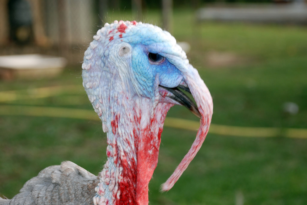 ET ........ telefono casa