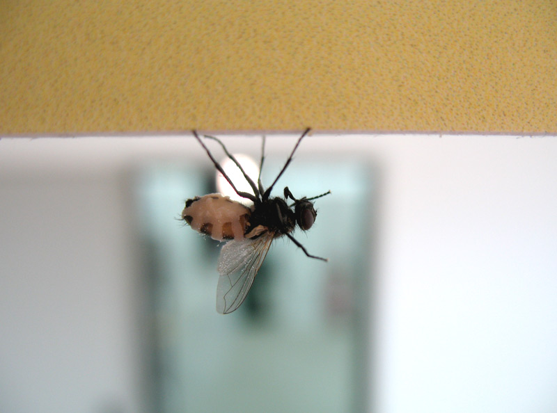 ...in equilibrio...senza mani..